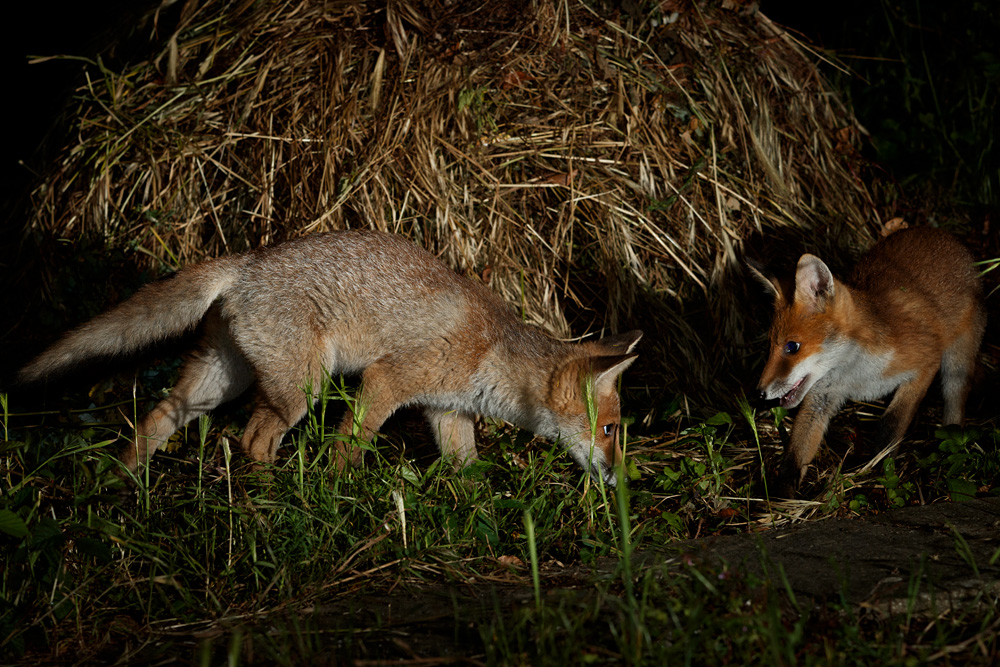 0706210606211643.jpg - Two fox cubs by compost heap