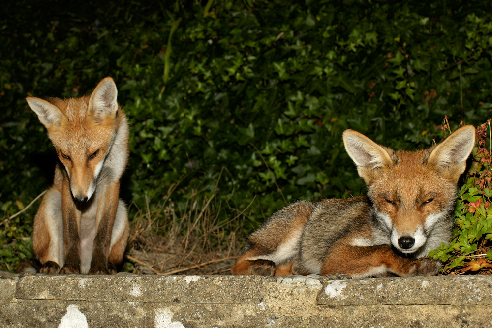 0707170707176745.jpg - Long Nose and Little DOg Fox