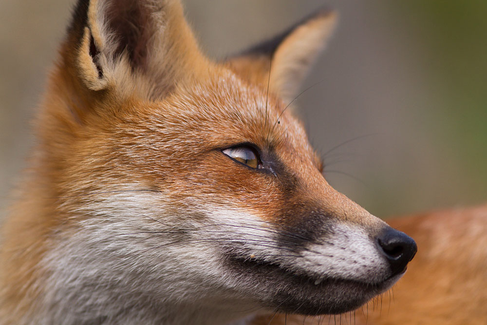 0708130608136988.jpg - Portrait of a fox cub