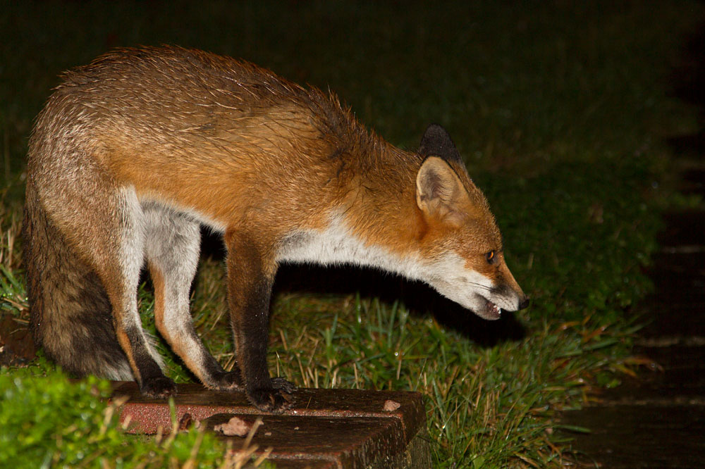 0708140410127276.jpg - Young fox (Vulpes vulpes) in a suburban garden at night after heavy rain.