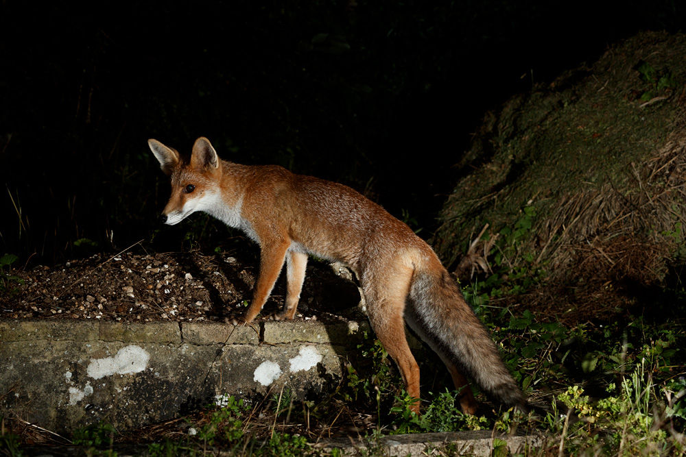 0708210608216643.jpg - Fox cub at night