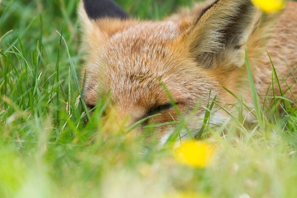 0709130109133281.jpg - Young fox (Vulpes vulpes) at six months old, enjoying a relaxing time in a suburban garden