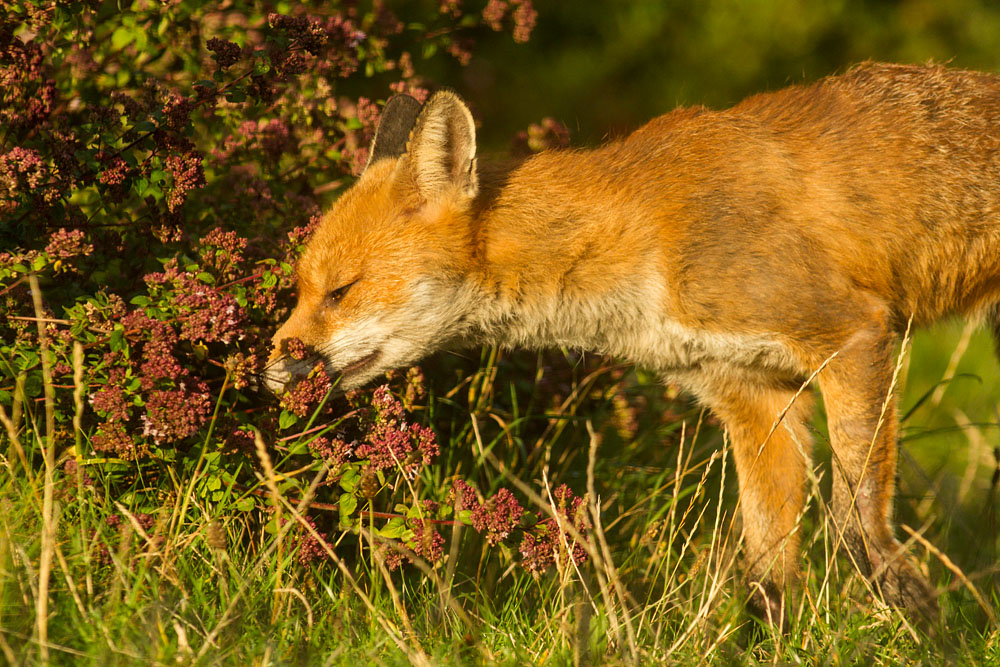 0709142608148181.jpg - Male fox with some signs of poor coat (mange?) in garden on sunny evening.