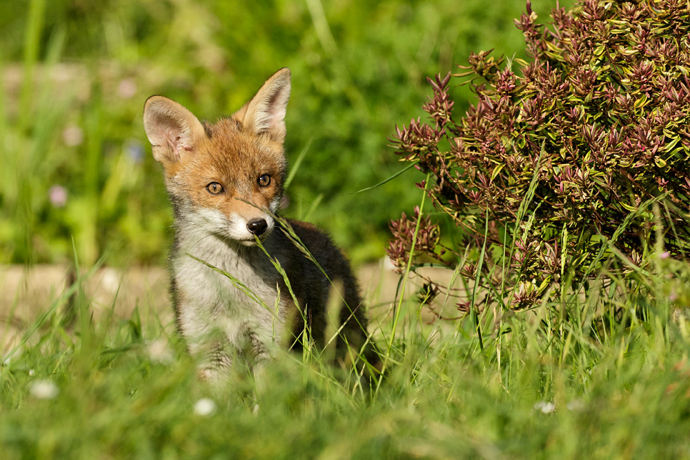 0709172105174260.jpg - Little Dog Fox at 11-12 weeks old enjoying the early evening sunshine in a suburban garden