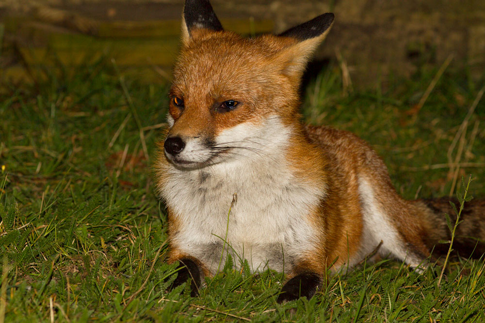 0711141309123468.jpg - Fox lying down in garden