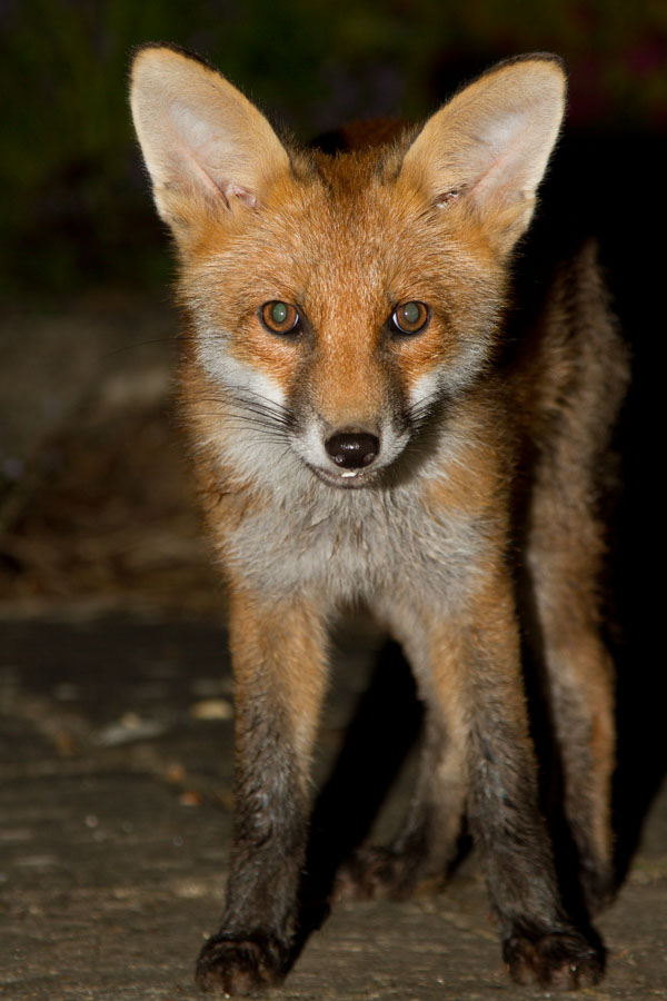 0712121806124306.jpg - Three month old fox cub (Vulpes vulpes) standing in a suburban garden. East Sussex.