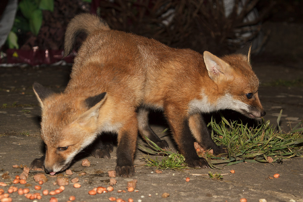 0712161605136144.jpg - Two fox cubs squabbling over food