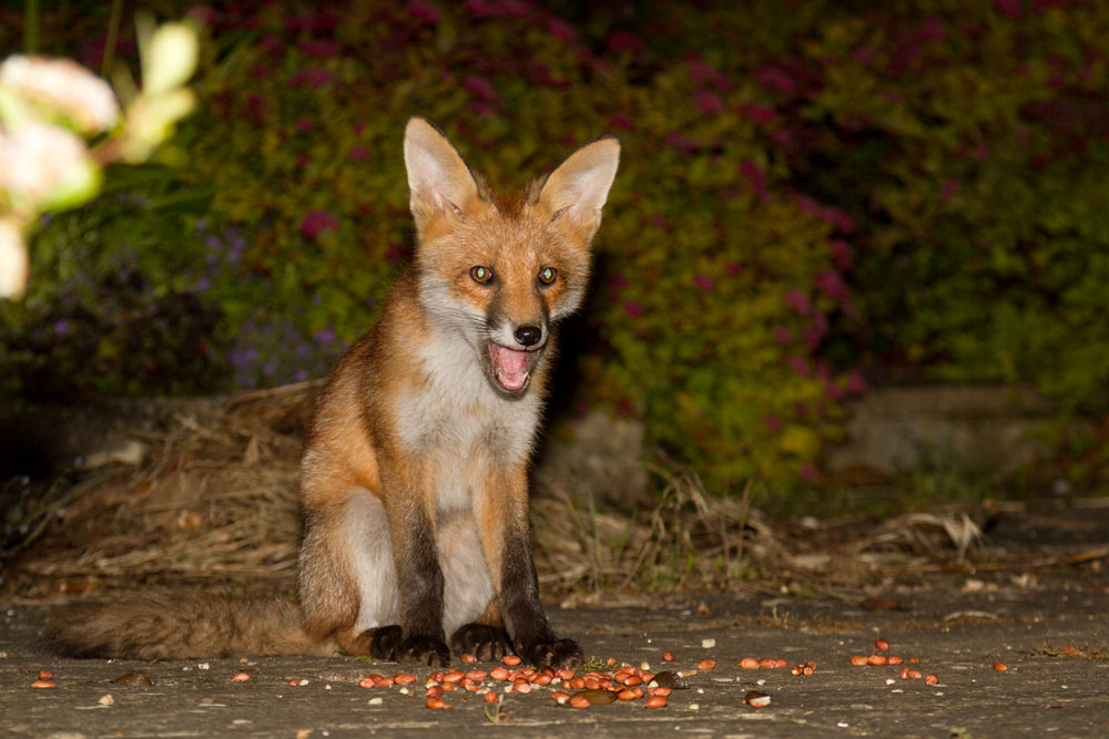 0801131306122950.jpg - Young fox cub (Vulpes vulpes) sitting by peanuts left in a suburban garden.