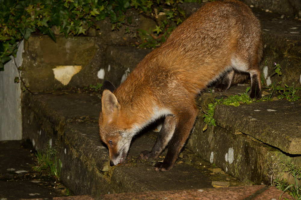 0801140701145690.jpg - Fox on steps in garden