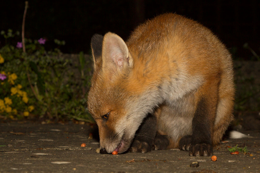 0801152305137846.jpg - Fox cub eating a peanut