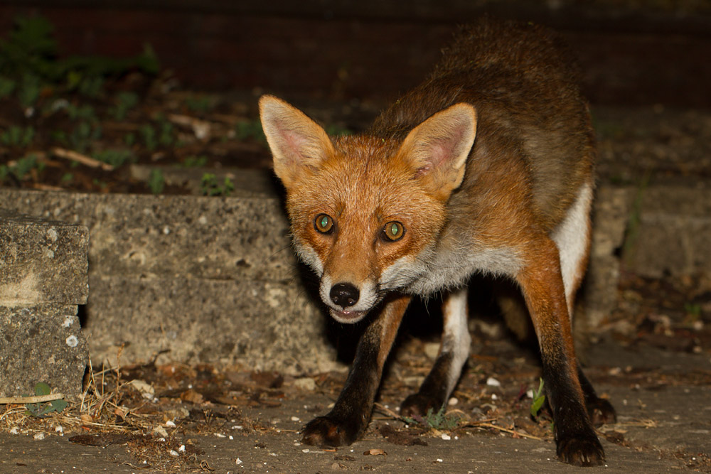 0801162307133681.jpg - Adult fox with green eye-shine
