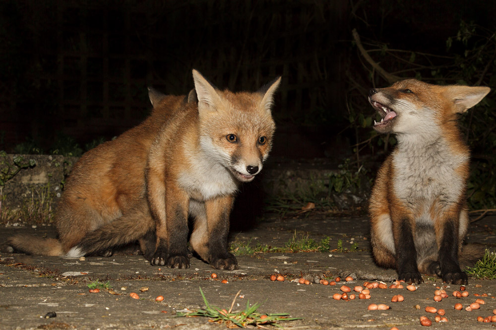 0801172305137883.jpg - Three fox cubs in the garden