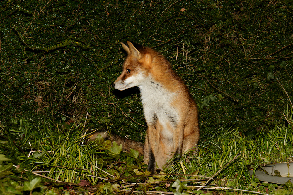 0801180701183168.jpg - Pretty Vixen in the garden