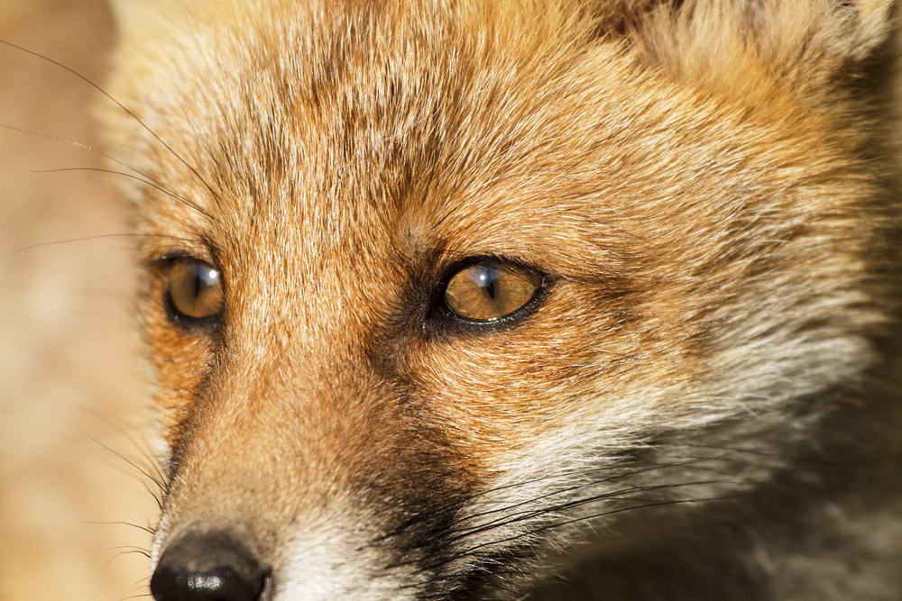 0802172605139129.jpg - Portrait of a fox cub
