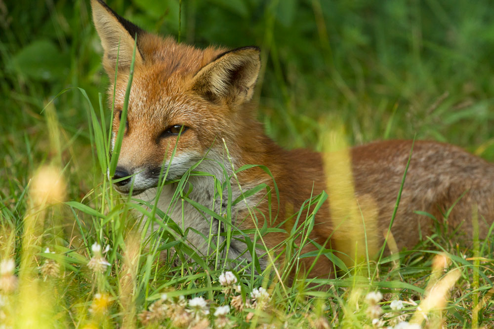 0803151107130449.jpg - Fox cub in the grass