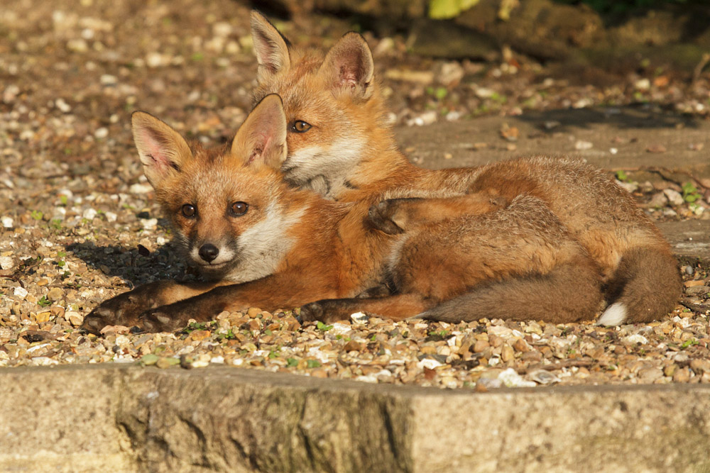 0803172705139999_80.jpg - Two fox cubs relaxing after play