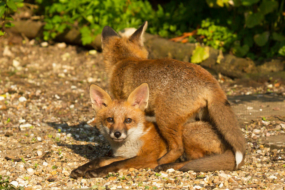 0804142705139999_55.jpg - Two fox cubs on gravel path