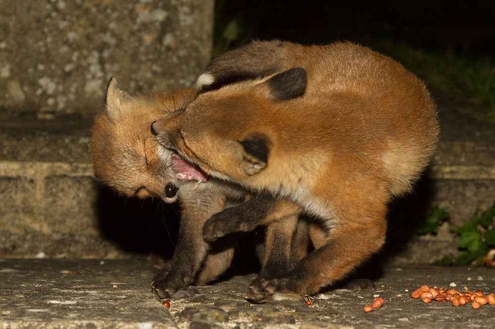0805130705134108.jpg - Two young fox cubs fighting over food.