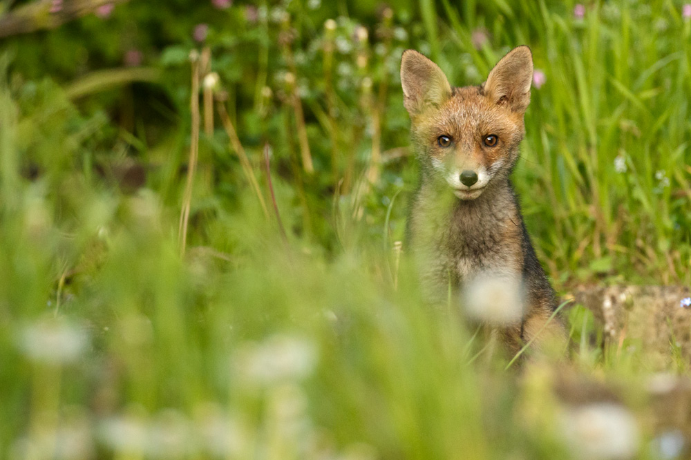 0805180805186634.jpg - Fox cub in the garden at around 8 weeks old