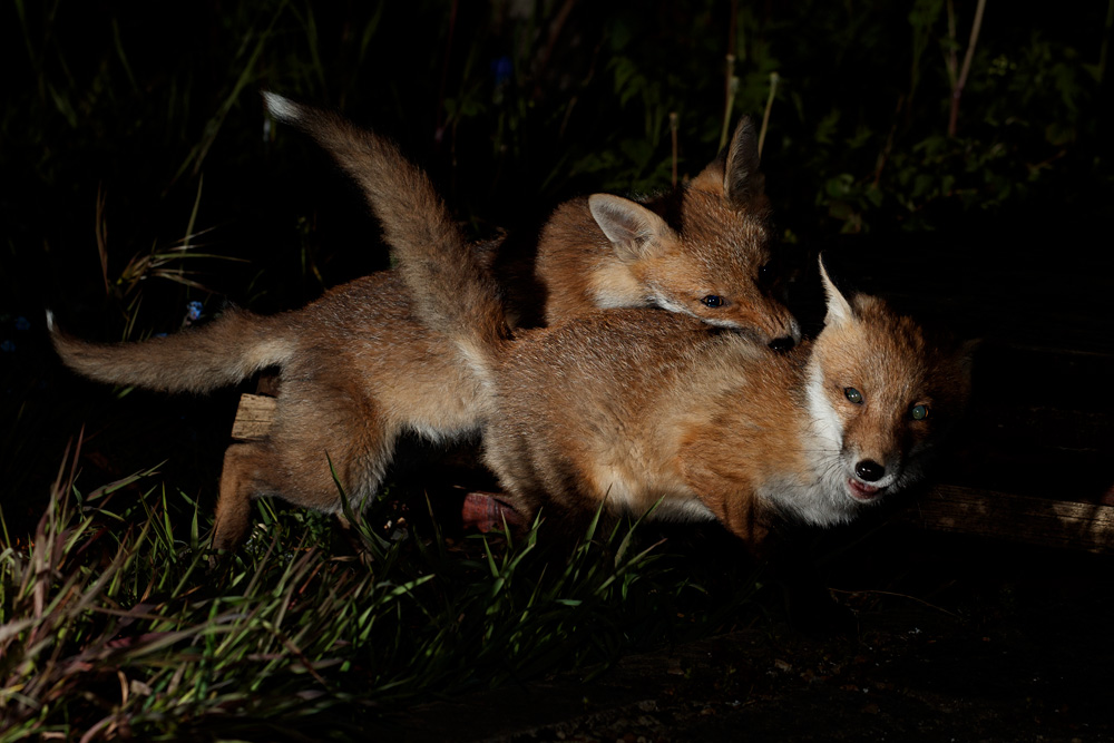 0805210805219105.jpg - Fox cubs fighting