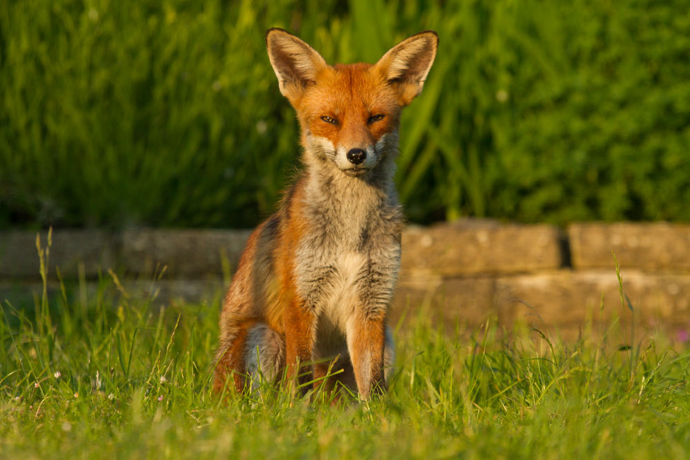 0806130706133439.jpg - Adult fox (Vulpes vulpes) sitting in a suburban garden, showing signs of a heavy moult
