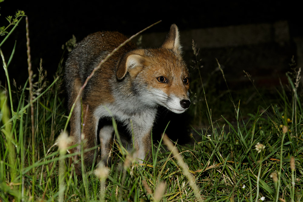 0806170806177112.jpg - Fox cub in garden