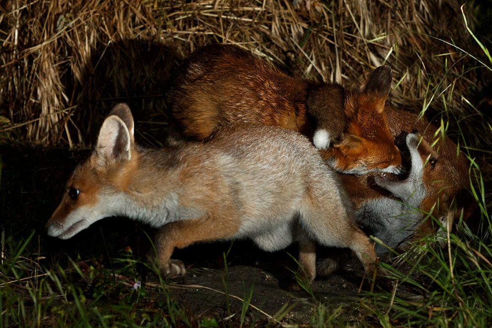 0806210806211766.jpg - Stumpy the vixen with fox cubs