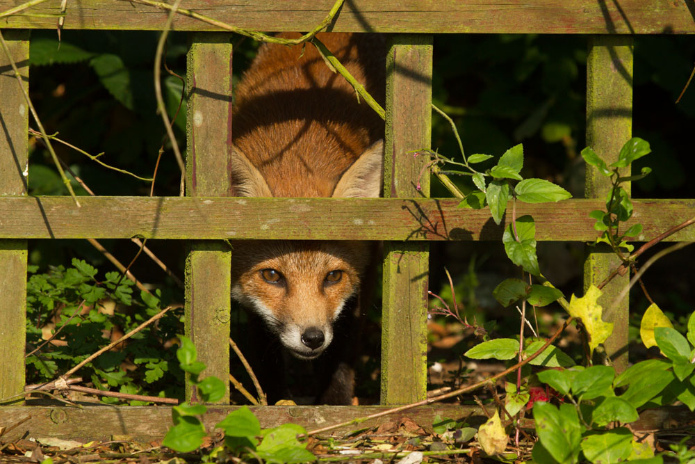 0807130707139212.jpg - Fox cub peering though a garden pergola, East Sussex