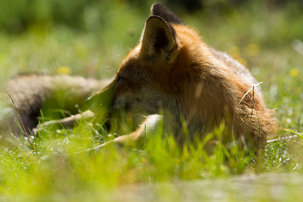 0809130709135175.jpg - Fox lying down in grassland