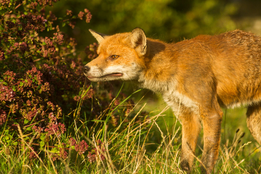 0809142608148175.jpg - Male fox with some signs of poor coat (mange?) in garden on sunny evening.