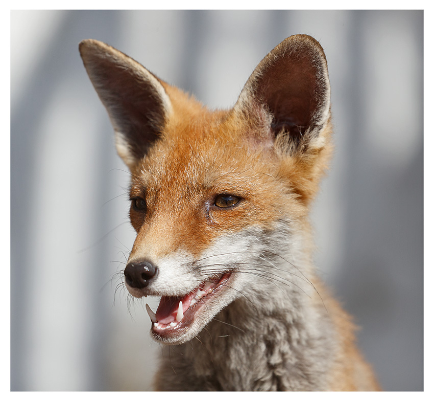 0809252208255099.jpg - Portrait of Solo