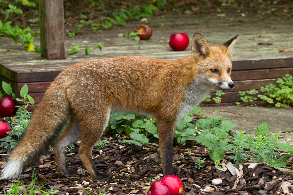 0810130510139562.jpg - Young fox (7 months old) with fallen red apples in a suburban garden.