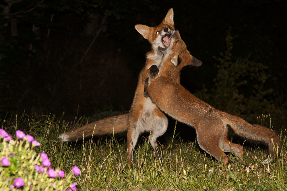 0810142706108341.jpg - Two fox cubs doing the 'fox trot'