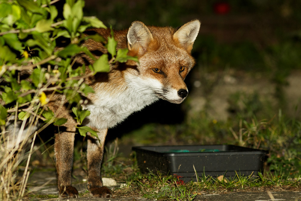 0810160610164601.jpg - Fox in garden