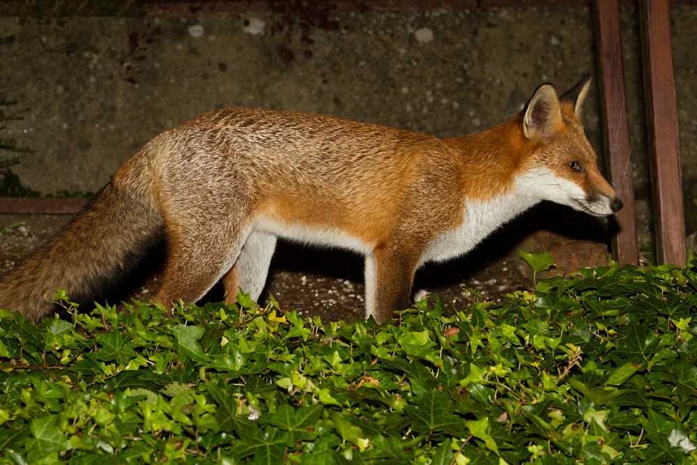 0811141309123430.jpg - Fox standing by ivy