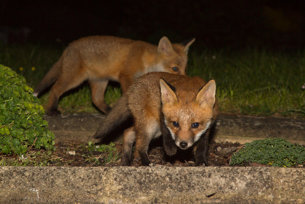 0812141705136585.jpg - Fox cubs in garden