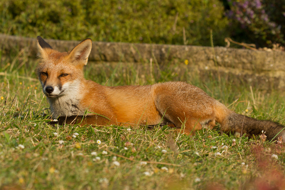 0812151707132093.jpg - Fox cub in sunshine