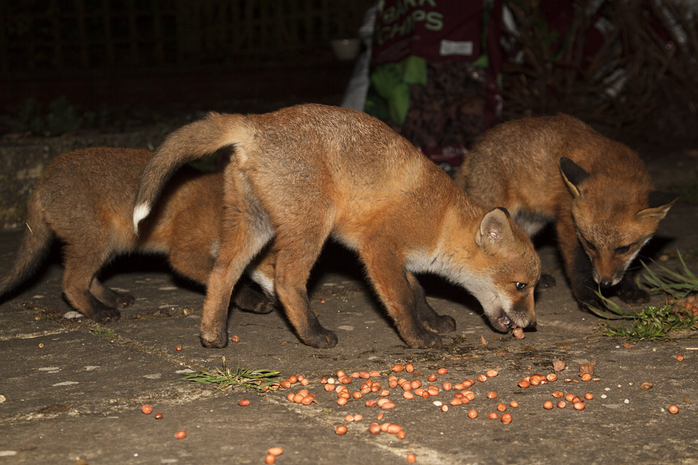 0812161605136151.jpg - Three fox cubs in the garden