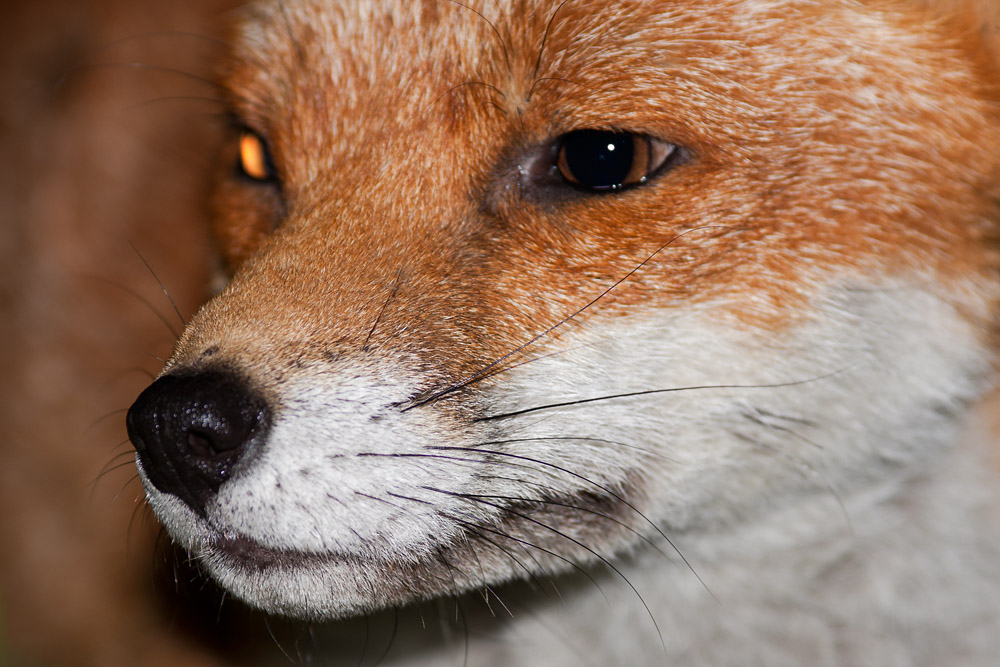 0903162708091958.jpg - Portrait of a fox