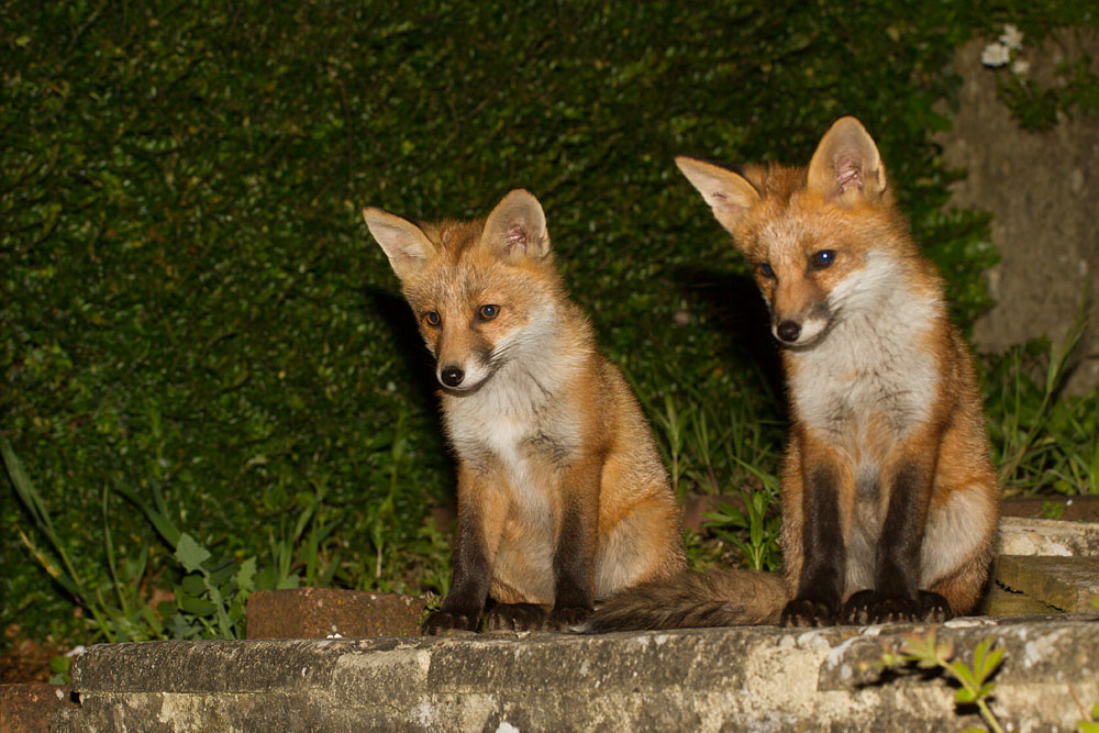 0904142705130027.jpg - Fox cubs on the steps