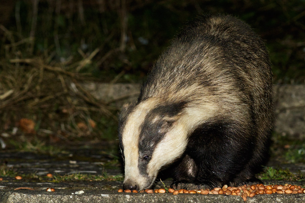 0904163103160658.jpg - Badger in the garden