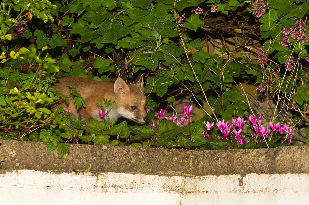 0905130805134177.jpg - Young fox cub emerging through garden shrubs