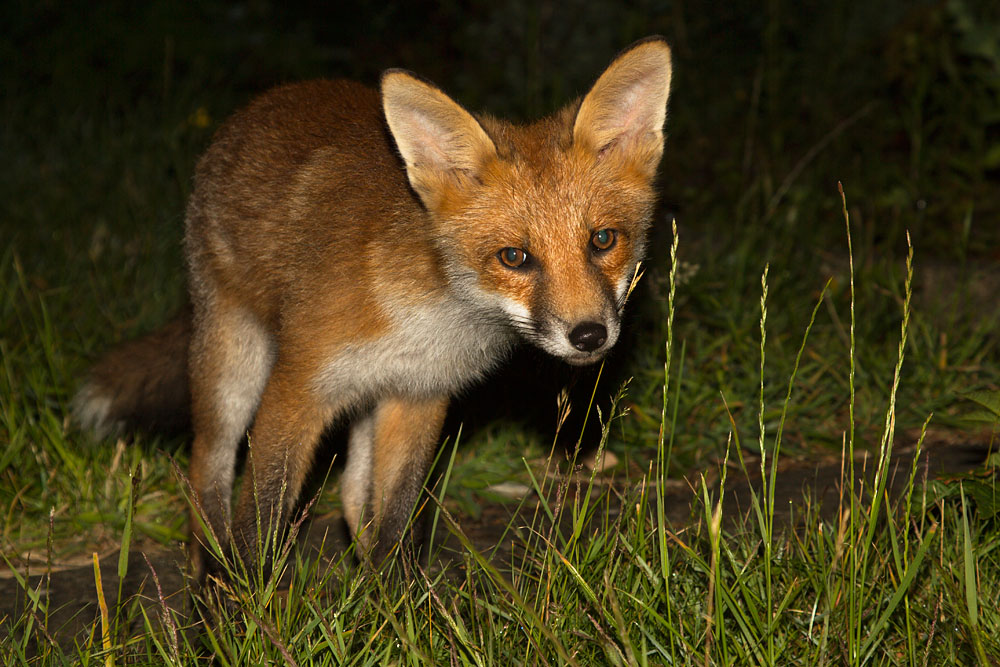 0905142406125971.jpg - Fox cub (Vulpes vulpes) standing on garden path