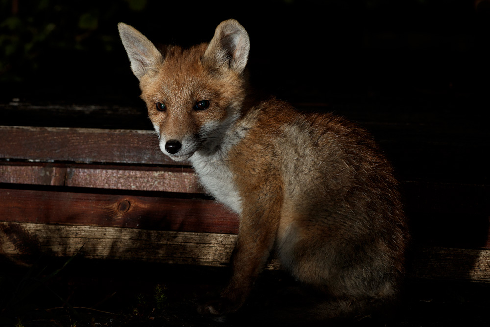 0905210705219016.jpg - Fox cub in the garden