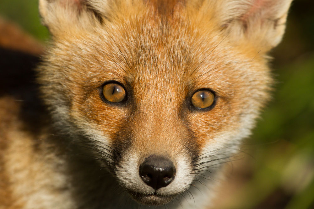 0906130806133552.jpg - Portrait of a young fox cub