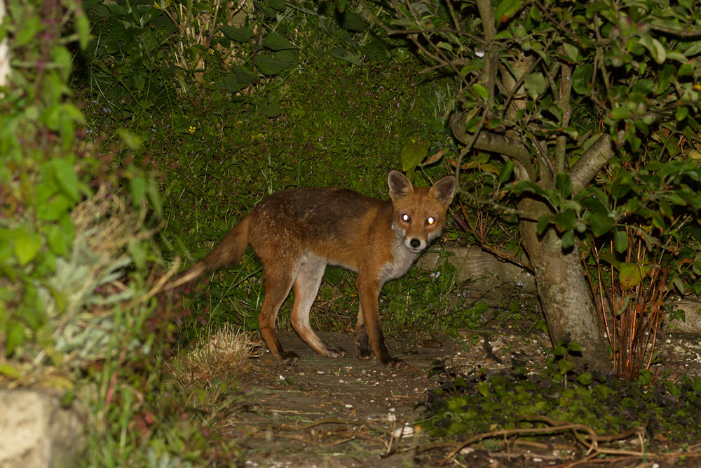 0906140806143585.jpg - Fox lurking at rear of garden (fox #2)