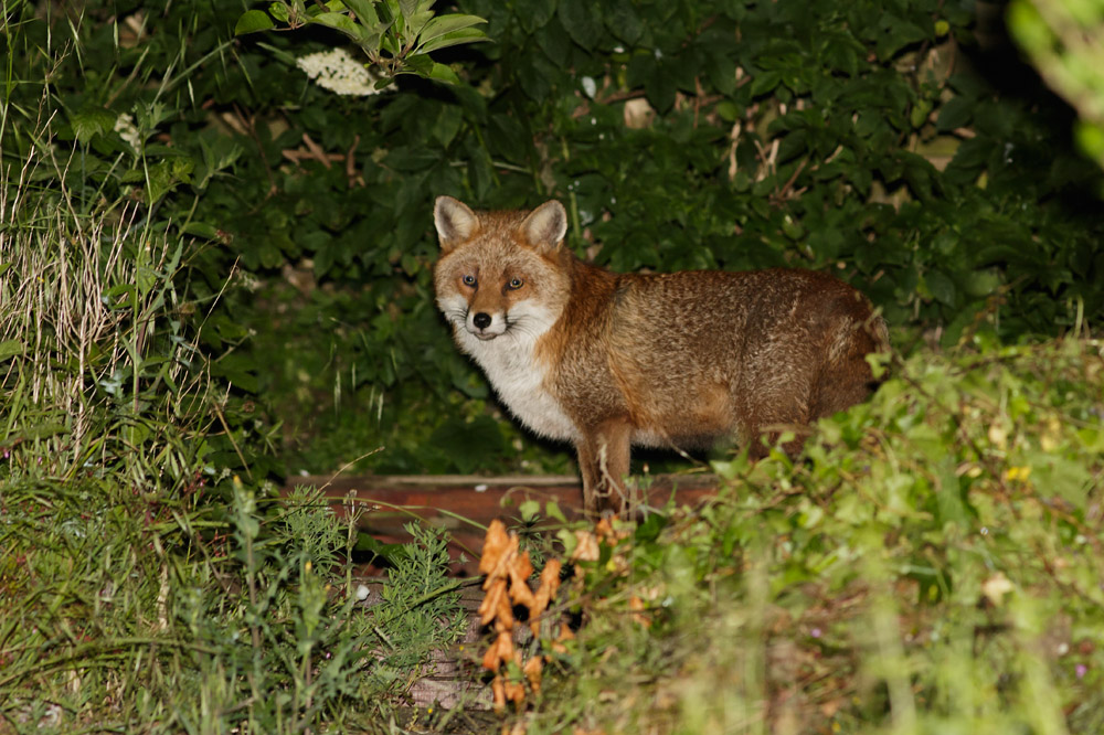 0906160806160000.jpg - Fox (male) at rear of suburban garden