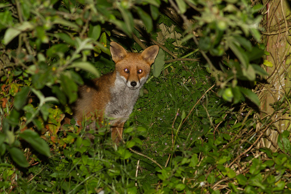 0907130807139486.jpg - Adult fox (vixen) in undergrowth at the rear of a suburban garden
