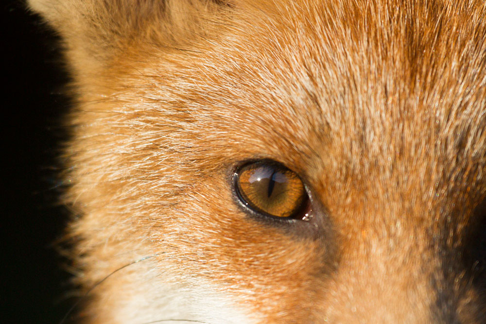 0908130808137394.jpg - Close up head shot of fox cub showing eye
