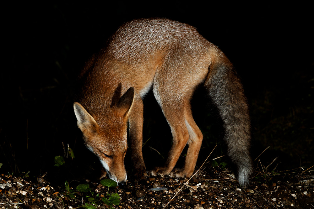 0908210908216782.jpg - Fox cub at night (Blondie)